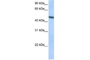 ADAM33 antibody used at 0. (ADAM33 Antikörper  (Middle Region))