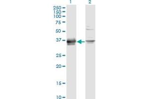 Western Blotting (WB) image for anti-Protease, serine, 8 (PRSS8) (AA 1-343) antibody (ABIN519337)
