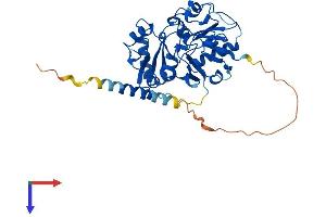 FUT5 Protein (AA 1-374) (His tag)