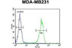 Flow cytometric analysis of MDA-MB231 cells (right histogram) compared to a negative control cell (left histogram) using MYSM1 Antibody (N-term), followed by FITC-conjugated goat-anti-rabbit secondary antibodies. (MYSM1 Antikörper  (N-Term))