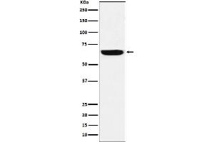 Western blot analysis of GBP1 expression in HeLa cell lysate.
