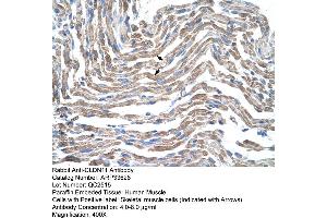 Human Muscle (Claudin 11 Antikörper  (C-Term))