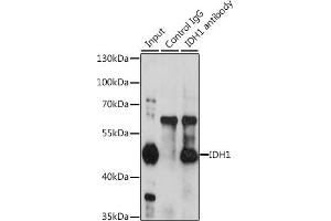 Immunoprecipitation analysis of 200 μg extracts of HeLa cells, using 3 μg IDH1 antibody (ABIN6131797, ABIN6142143, ABIN6142144 and ABIN6217174). (IDH1 Antikörper  (AA 1-414))