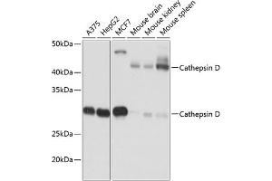 Western blot analysis of extracts of various cell lines, using Cathepsin D antibody (ABIN7266149) at 1:1000 dilution. (Cathepsin D Antikörper)