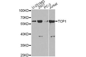 Western blot analysis of extracts of various cell lines, using TCP1 antibody. (TCP1 alpha/CCTA Antikörper  (AA 307-556))