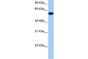 Western Blotting (WB) image for anti-CUGBP, Elav-Like Family Member 2 (CELF2) antibody (ABIN2458486) (CELF2 Antikörper)