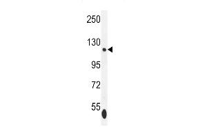 ISWI Antibody (C-term) (ABIN655530 and ABIN2845043) western blot analysis in K562 cell line lysates (35 μg/lane). (SMARCA5 Antikörper  (C-Term))