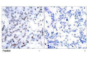 Image no. 1 for anti-Jun B Proto-Oncogene (JUNB) (AA 77-81) antibody (ABIN197139) (JunB Antikörper  (AA 77-81))