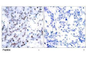 Image no. 1 for anti-Jun B Proto-Oncogene (JUNB) (AA 77-81) antibody (ABIN197138) (JunB Antikörper  (AA 77-81))