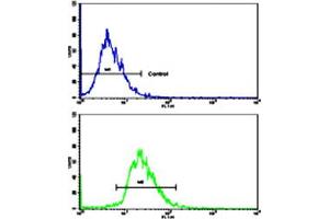 Flow cytometric analysis of HepG2 cells using CD82 polyclonal antibody (bottom histogram) compared to a negative control cell (top histogram). (CD82 Antikörper  (C-Term))