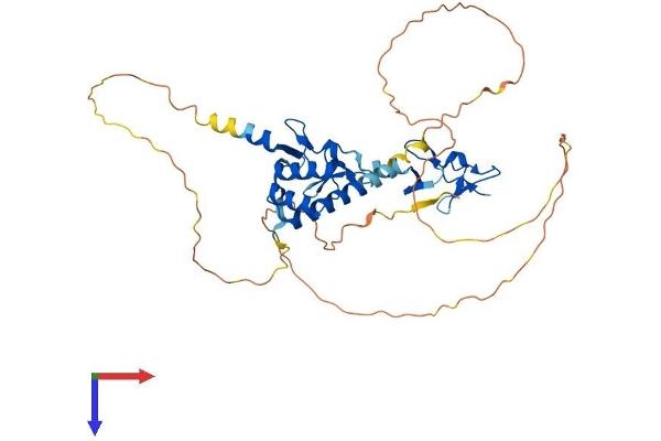 LHX1 Protein (AA 1-406) (His tag)