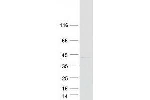 Validation with Western Blot (APEX1 Protein (Transcript Variant 3) (Myc-DYKDDDDK Tag))