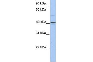 WB Suggested Anti-PELI3 Antibody Titration: 0. (Pellino 3 Antikörper  (N-Term))