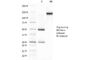 SDS-PAGE Analysis Purified Glycophorin A Mouse Monoclonal Antibody (JC159). (CD235a/GYPA Antikörper)