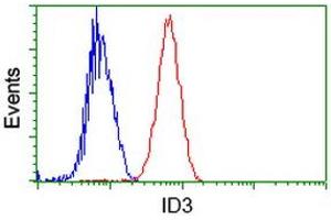 Image no. 1 for anti-Inhibitor of DNA Binding 3, Dominant Negative Helix-Loop-Helix Protein (ID3) antibody (ABIN1498780)