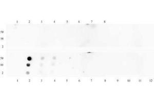 Histone H3 monomethyl Lys18 pAb tested by dot blot analysis. (Histone 3 Antikörper  (meLys18))