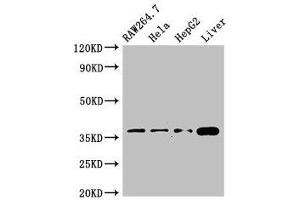 Western Blot Positive WB detected in: RAW264. (CDX4 Antikörper  (AA 16-174))