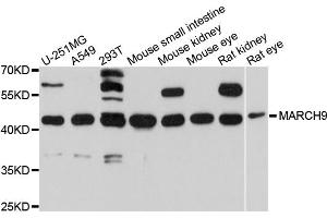 Western blot analysis of extracts of various cell lines, using MARCH9 antibody (ABIN4904307) at 1:1000 dilution. (MARCH9 Antikörper)