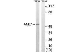 Western blot analysis of extracts from HepG2 cells, treated with PMA (125 ng/mL, 30 mins), using AML1 (Ab-435) antibody. (RUNX1 Antikörper  (Ser435))