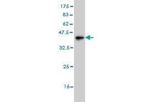 Western Blotting (WB) image for anti-Ghrelin (GHRL) (AA 1-117) antibody (ABIN565666)