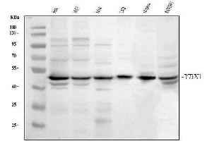 Western blot analysis of YB1 using anti-YB1 antibody (ABIN3043966). (YBX1 Antikörper  (C-Term))