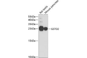 Western blot analysis of extracts of various cell lines, using GSTO2 antibody (ABIN6131725, ABIN6141477, ABIN6141479 and ABIN6221455) at 1:1000 dilution. (GSTO2 Antikörper  (AA 124-243))