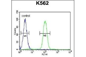 SP1 Antibody (C-term ) (ABIN655398 and ABIN2844945) flow cytometric analysis of K562 cells (right histogram) compared to a negative control cell (left histogram).