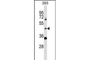 ZNF2 Antibody (N-term) (ABIN1539607 and ABIN2849089) western blot analysis in 293 cell line lysates (35 μg/lane). (ZNF2 Antikörper  (N-Term))