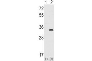 Western blot analysis of CDC2 antibody and 293 cell lysate either nontransfected (Lane 1) or transiently transfected with the CDC2 gene (2). (CDK1 Antikörper  (AA 1-29))