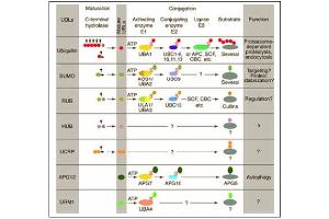 Conjugation pathways for ubiquitin and ubiquitin-like modifiers (UBLs). (Cullin 7 Antikörper  (C-Term))
