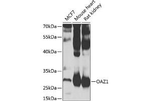 Western blot analysis of extracts of various cell lines, using O antibody (ABIN6128394, ABIN6144987, ABIN6144988 and ABIN6223321) at 1:1000 dilution. (OAZ1 Antikörper  (AA 1-68))