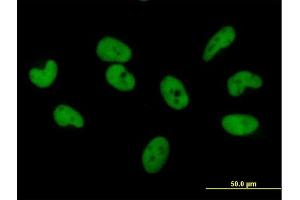 Immunofluorescence of purified MaxPab antibody to ZNF680 on HeLa cell. (ZNF680 Antikörper  (AA 1-530))