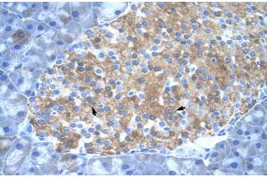 Mouse Pancreas (PIAS2 Antikörper  (C-Term))