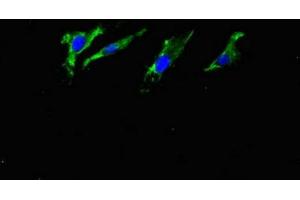 Immunofluorescent analysis of Hela cells using ABIN7144489 at dilution of 1:100 and Alexa Fluor 488-congugated AffiniPure Goat Anti-Rabbit IgG(H+L) (APP Antikörper)