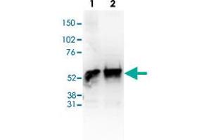 Western Blot (Cell lysate) analysis of (1) 25 ug whole cell extracts of Hela cells, (2) 25 ug nuclear extracts of Hela cells.