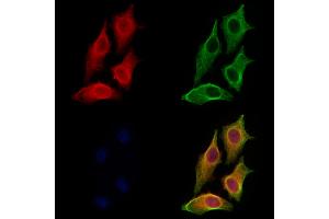 ABIN7094554 and ABIN7098603 staining HepG2 cells by IF/ICC. (DNASE2 Antikörper  (Internal Region))