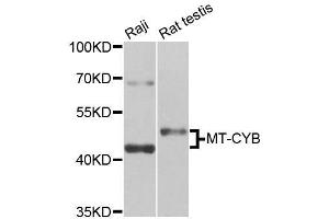 Western blot analysis of extracts of various cell lines, using MT-CYB antibody (ABIN5996506) at 1/1000 dilution.