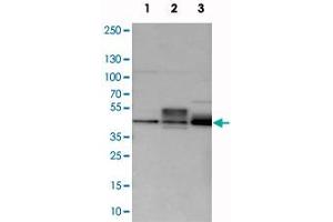 Western blot analysis of cell lysates with MAFB polyclonal antibody  at 1:250-1:500 dilution. (MAFB Antikörper)