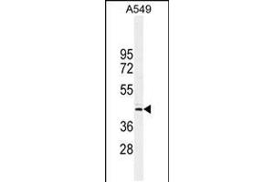 Western blot analysis in A549 cell line lysates (35ug/lane). (FAM46D Antikörper  (AA 210-239))