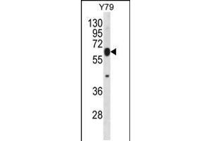 Western blot analysis in Y79 cell line lysates (35ug/lane). (RNF180 Antikörper  (C-Term))