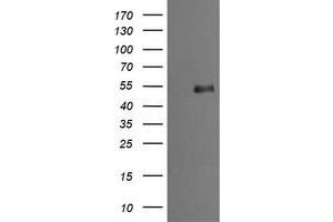 Image no. 2 for anti-Mdm4-binding Protein (MDM4) antibody (ABIN1499355) (MDM4-binding Protein Antikörper)