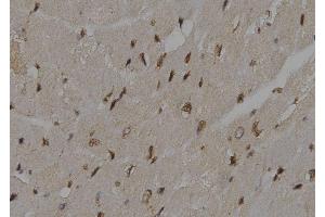 ABIN6276500 at 1/100 staining Mouse heart tissue by IHC-P. (UBE2K Antikörper  (C-Term))
