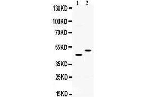 Observed bind size: 45, 50KD (SLC10A1 Antikörper  (C-Term))