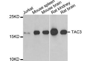 Western Blotting (WB) image for anti-Tachykinin 3 (TAC3) antibody (ABIN1980328) (Tachykinin 3 Antikörper)