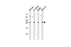 All lanes : Anti-SLA2 Antibody (Center) at 1:2000 dilution Lane 1: mouse liver lysates Lane 2: human spleen lysates Lane 3: K562 whole cell lysates Lane 4: MOLT-4 whole cell lysates Lysates/proteins at 20 μg per lane. (SLAP2 Antikörper  (AA 138-169))