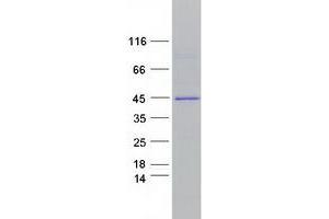 Western Blotting (WB) image for serpin Peptidase Inhibitor, Clade B (Ovalbumin), Member 10 (SERPINB10) protein (Myc-DYKDDDDK Tag) (ABIN2731759)