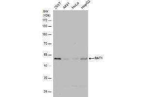 WB Image BAT1 antibody detects BAT1 protein by western blot analysis. (DDX39B Antikörper)