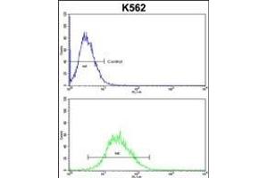 EN2 Antibody (C-term) f flow cytometric analysis of k562 cells (bottom histogram) compared to a negative control cell (top histogram). (EN2 Antikörper  (C-Term))