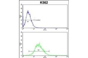 EN2 Antibody (C-term) f flow cytometric analysis of k562 cells (bottom histogram) compared to a negative control cell (top histogram).