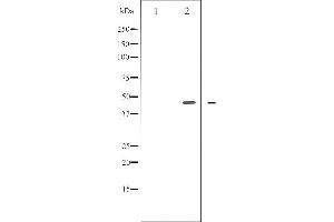 Western blot analysis of E2F1 phosphorylation expression in Etoposide treated HeLa whole cell lysates,The lane on the left is treated with the antigen-specific peptide. (E2F1 Antikörper  (pThr433))